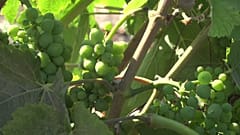 Guerre commerciale : l'inquiétude des viticulteurs californiens
