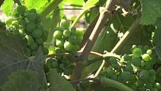Guerre commerciale : l'inquiétude des viticulteurs californiens