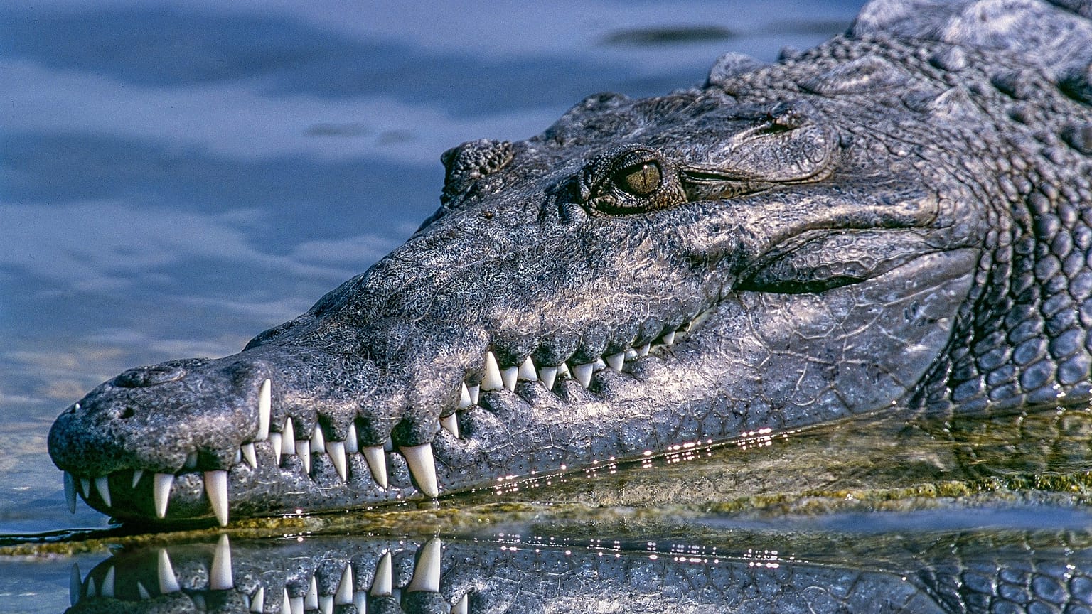 Ausgebrochen - und jetzt am Strand? Phuket jagt das 3-Meter-Krokodil