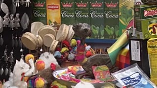Heilung garantiert auf dem Hexenmarkt in La Paz