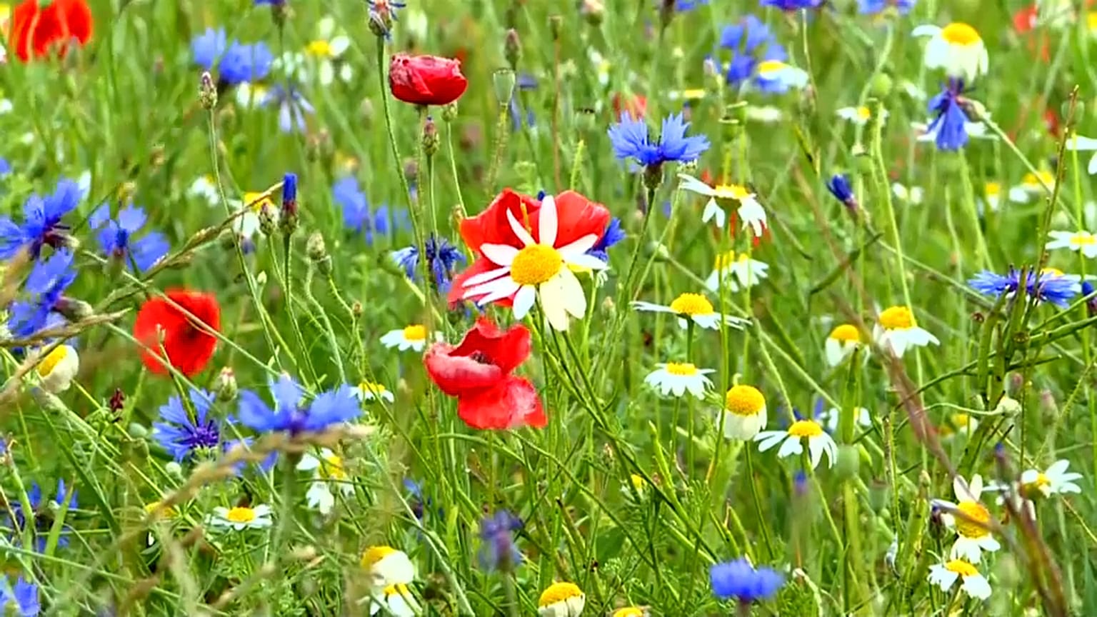 Flores e lentilhas nos campos da Úmbria 