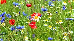 Flores e lentilhas nos campos da Úmbria 