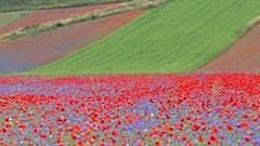 Italian landscape stuns as thousands of flowers bloom