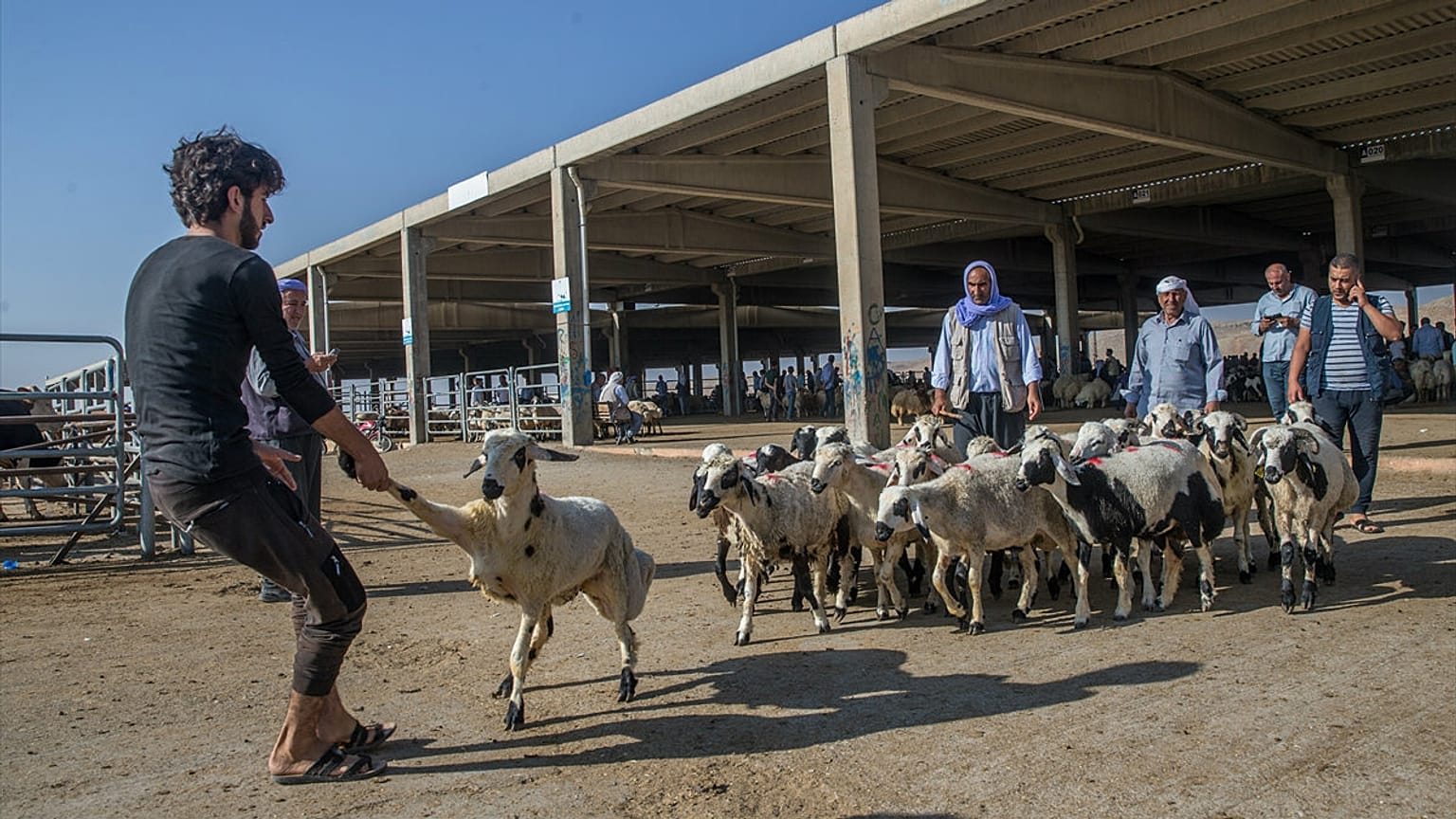 Şanlıurfa'da kurban pazarı