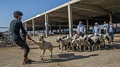 Şanlıurfa'da kurban pazarı