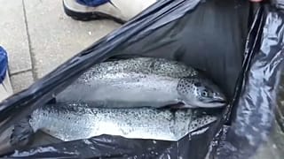 La Justicia chilena toma medidas contra Marine Harvest