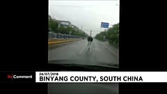 Pernas para que te quero: a avestruz rebelde do sul da China