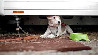 Kuzey Kore'de bunaltıcı sıcaklara karşı baharatlı köpek çorbası