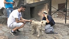 Centenas de animais mortos por causa de fogos na Grécia