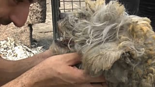 Grecia, i volontari che salvano gli animali