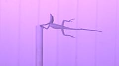 How do lizards survive hurricanes? Scientists use leaf blower to find out