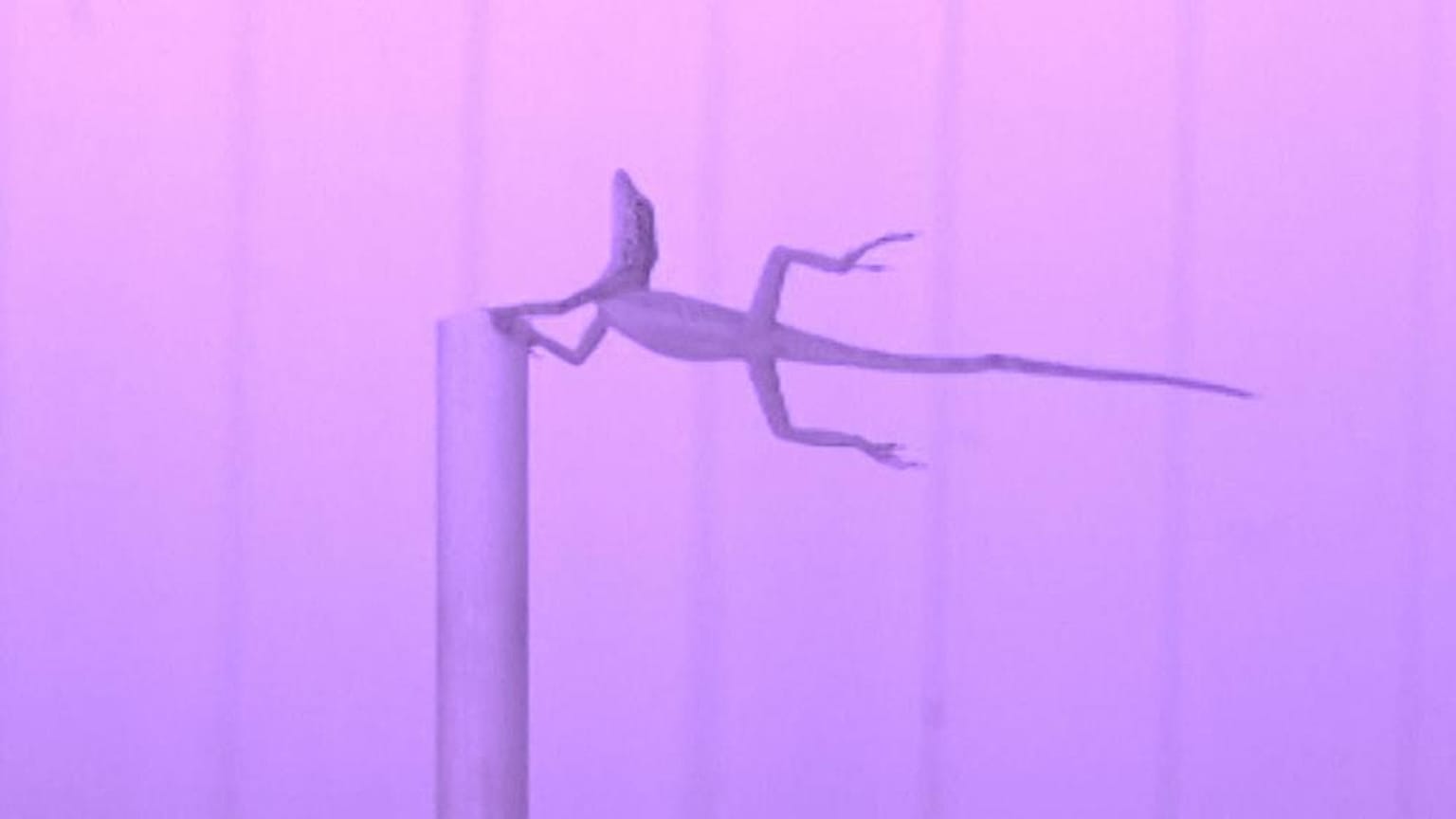 Eidechsen im Windkanal: Festklammern bei 170km/h