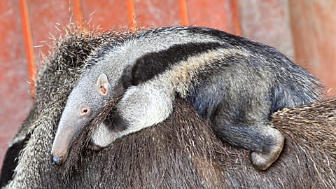Ameisenbär im Frankfurter Zoo geboren