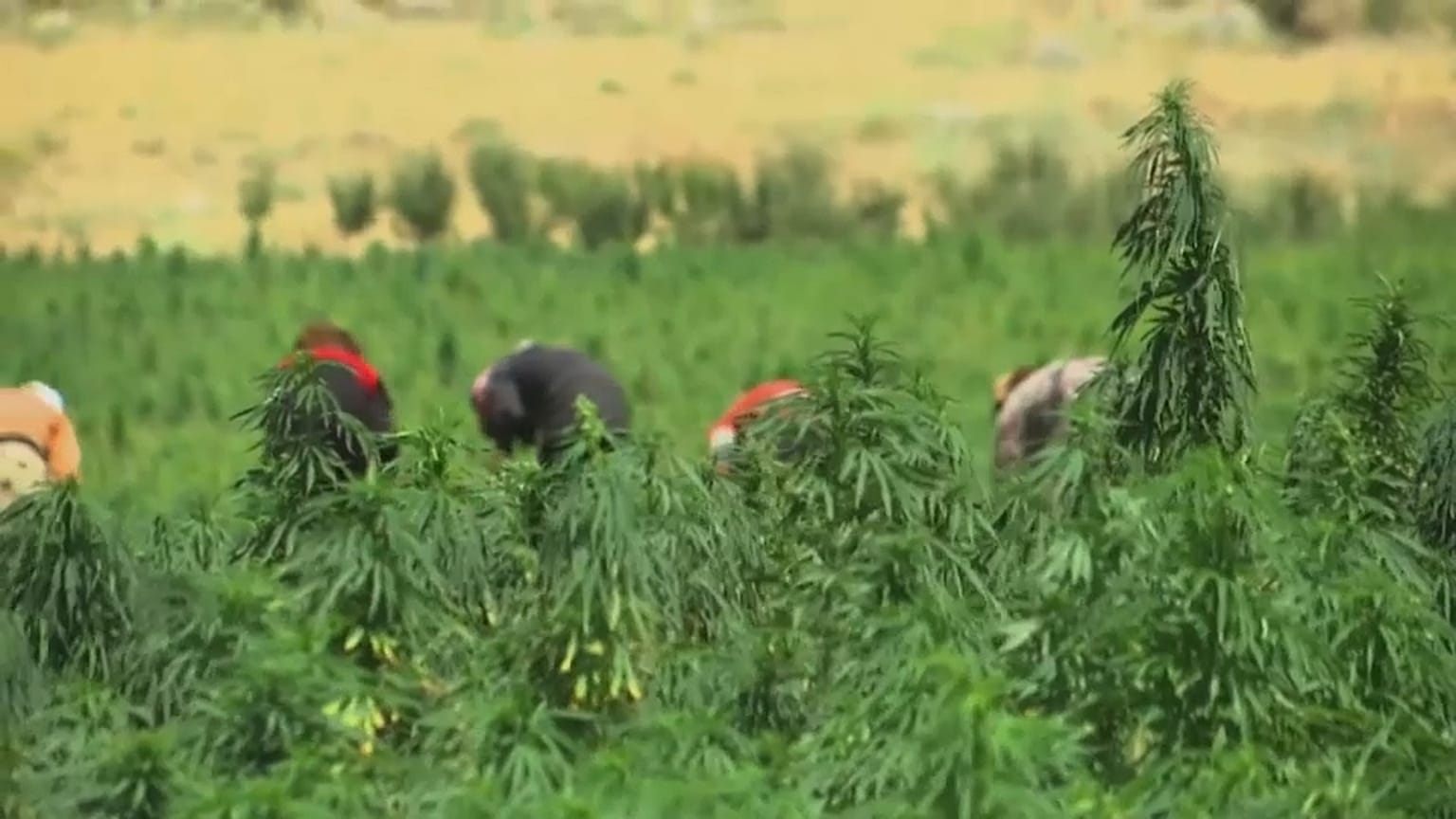  الحشيش في لبنان نحو التشريع 