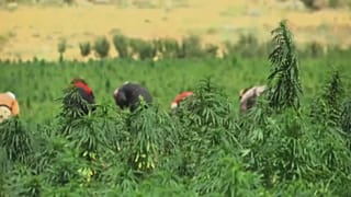 Liban : le cannabis pour relancer l'économie ?