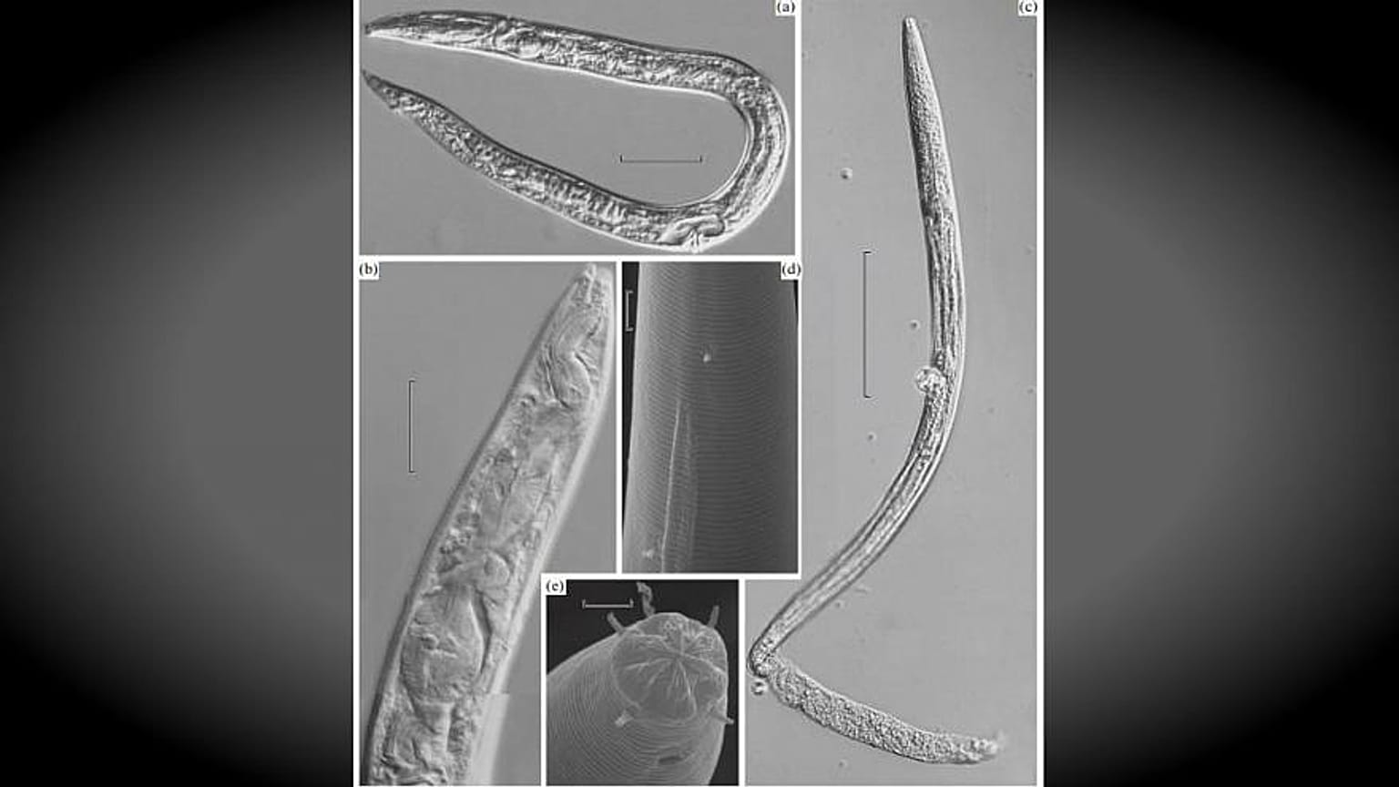 Scienziati "scongelano" e fanno risorgere vermi di 42mila anni fa 