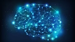 Brain