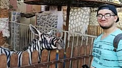 Angemalt? Zoo soll aus einem Esel ein Zebra gemacht haben