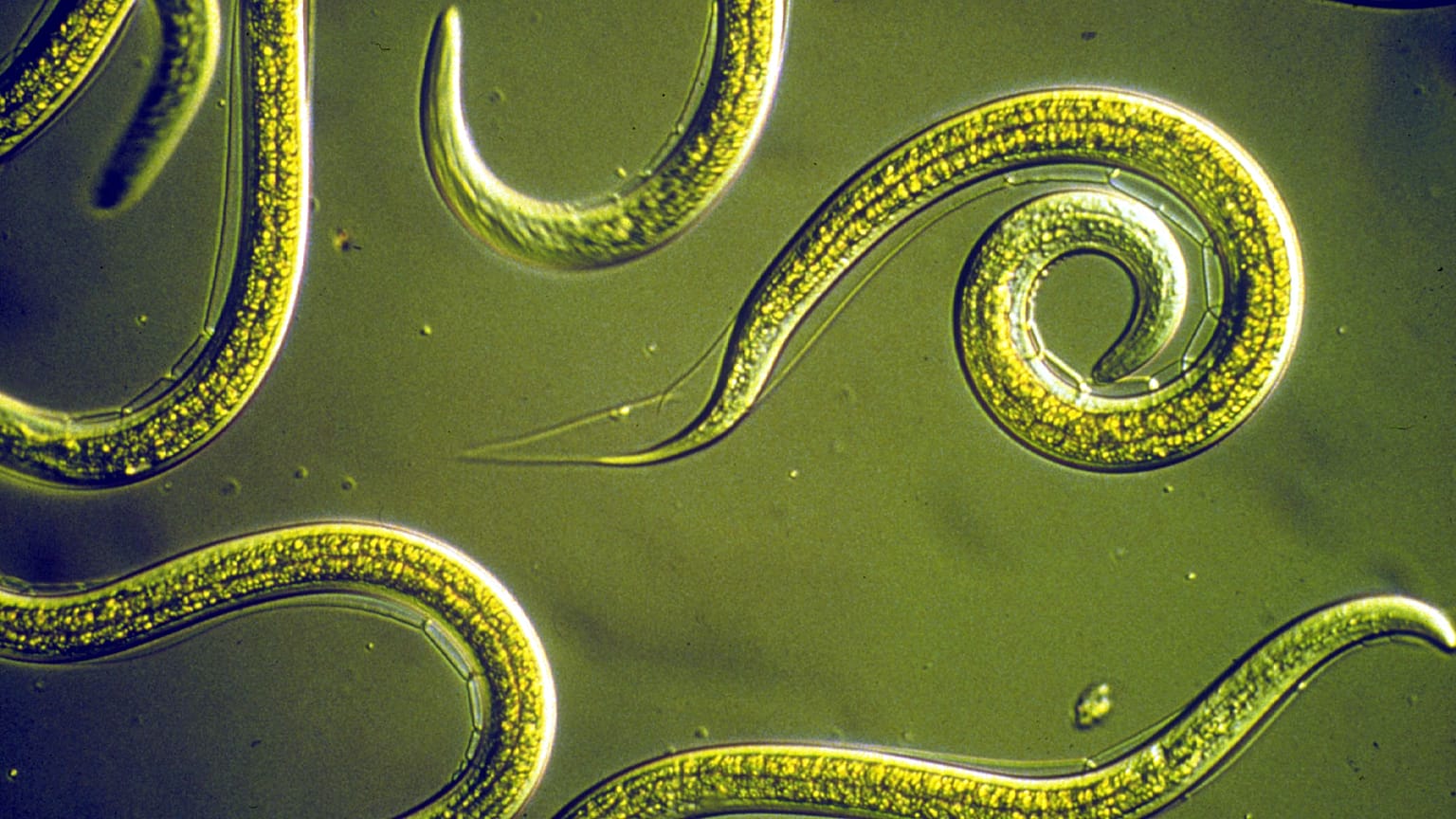  Group of Nematodes