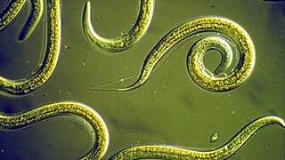 Group of Nematodes
