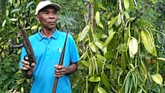 Madagaskar: Kampf der Bauern gegen Vanille-Diebe