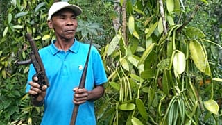Soaring prices of vanilla affecting Madagascar farmers