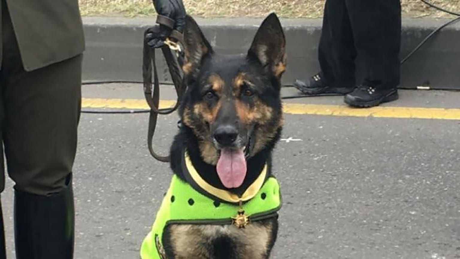 Colombia: "Uccidete quel cane!"