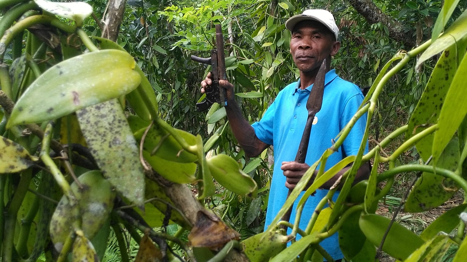 La vanille de Madagascar, une épice de luxe convoitée
