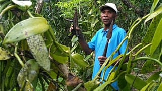 La vanille de Madagascar, une épice de luxe convoitée