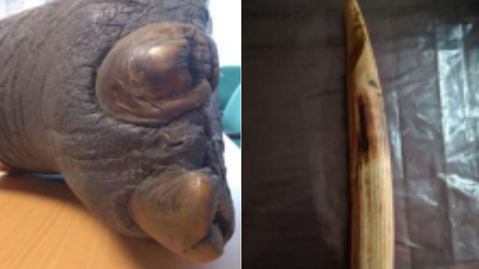 Portuguese authority reveals price tags in illegal online wildlife trade