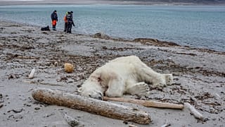 Polar bear killed after attack on Arctic cruise ship guard