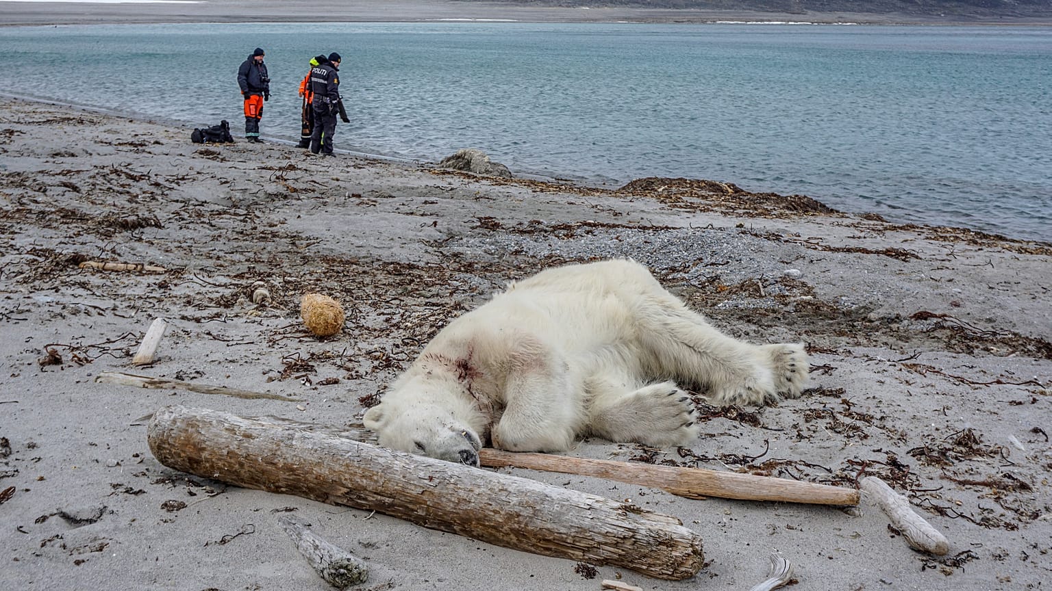 Kreuzfahrt-Wächter erschießt Eisbär