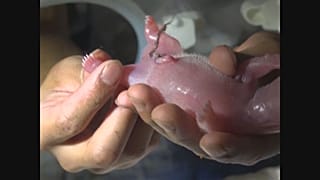 تولد ۳ جفت دوقلوی پاندا در چین