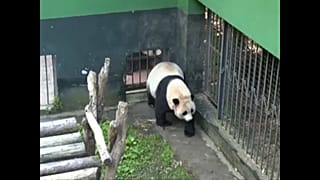 Pandaikrek születtek Kínában