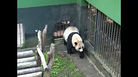 Pandaikrek születtek Kínában