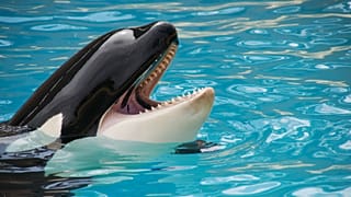 Thomas Cook cancels trips to captive killer whale attractions