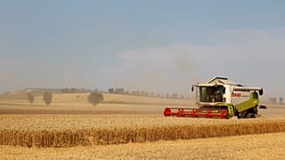 Allemagne : les ravages de la sécheresse dans l'agriculture 