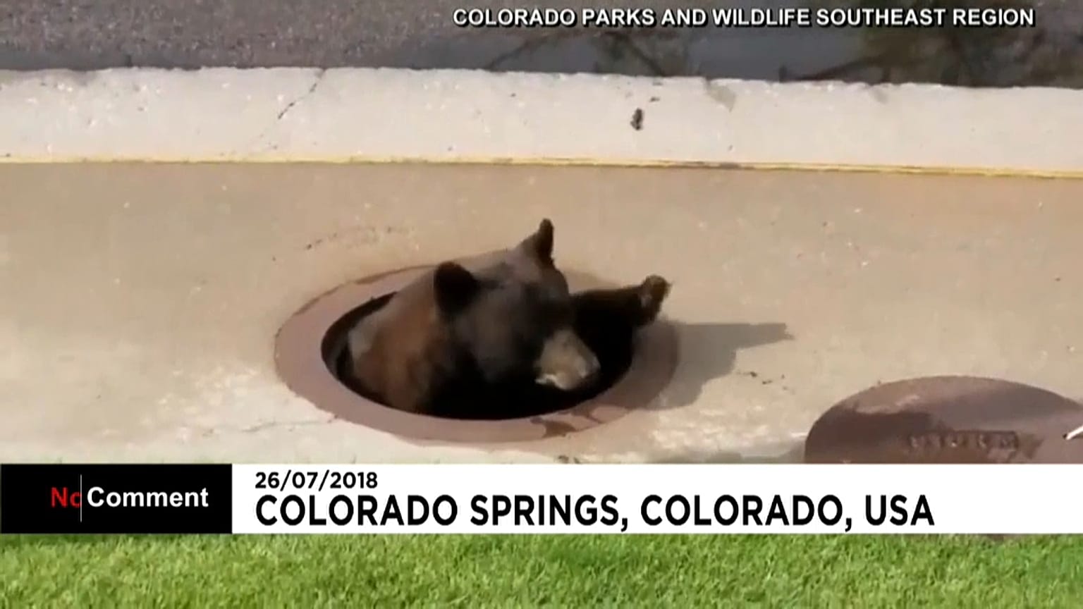 Aknában ragadt egy medve Coloradóban 