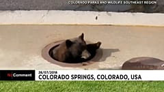 Urso apanhado a viver no esgoto de uma cidade no Colorado
