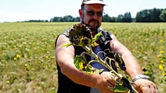 Dürre Ernte in Deutschland wegen anhaltender Trockenheit