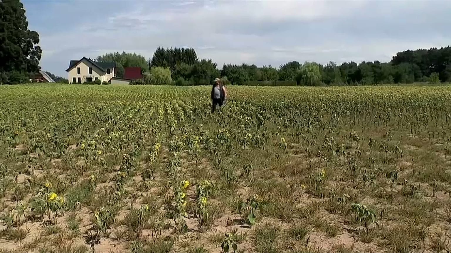 Pérdidas millonarias para los agricultores alemanes