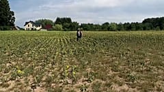 Pérdidas millonarias para los agricultores alemanes