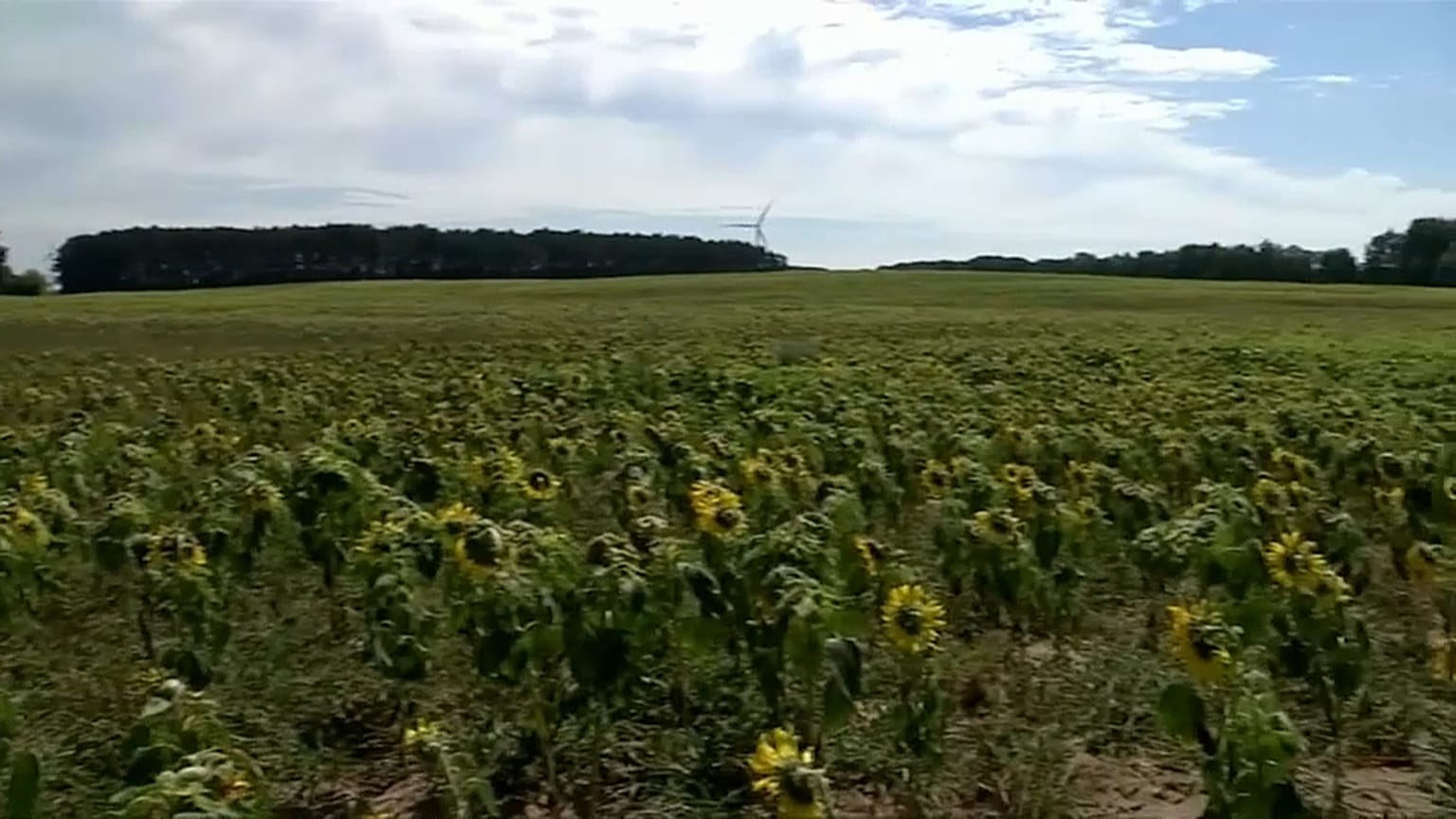 Germania: chiesti aiuti speciali per gli agricoltori 