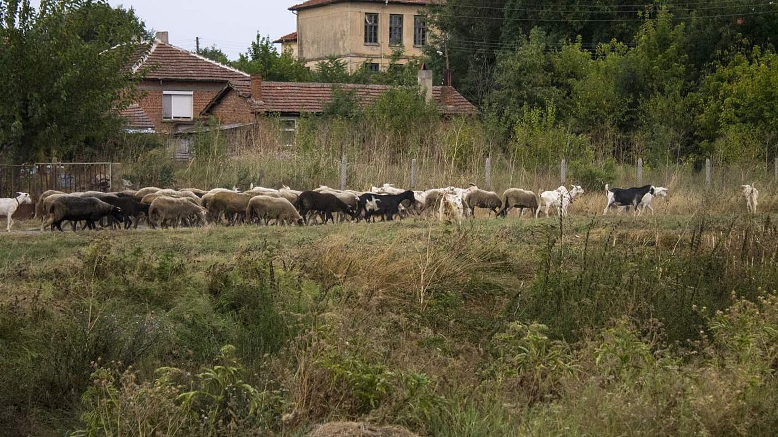 Sheep and goats facing slaughter in Bulgaria