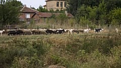 Sheep and goats facing slaughter in Bulgaria