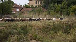 Sheep and goats facing slaughter in Bulgaria