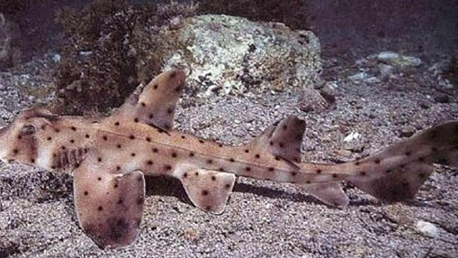 horn shark