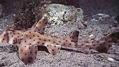 horn shark