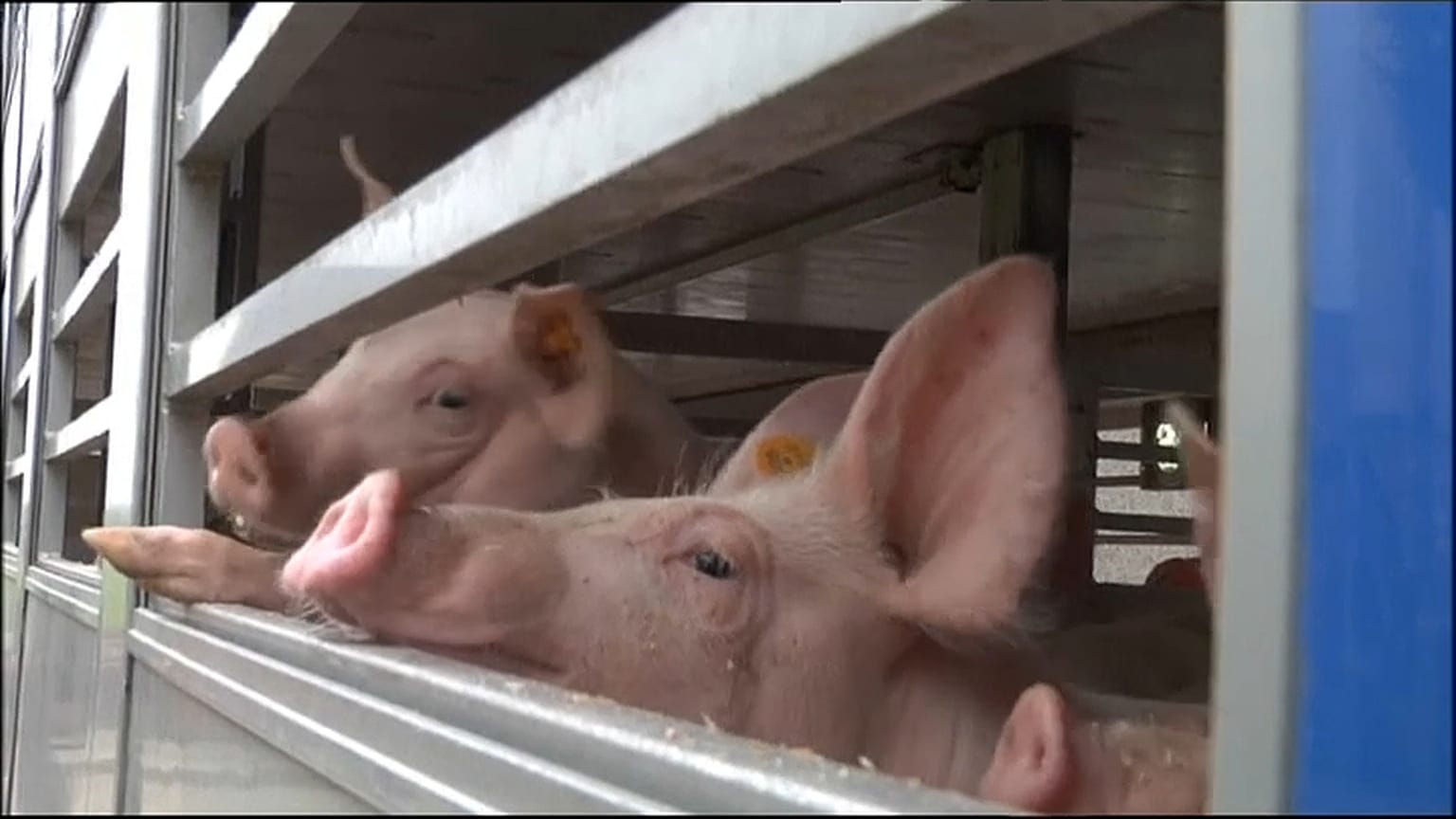 Tierschützer: Keine Lebendtransporte bei Hitze