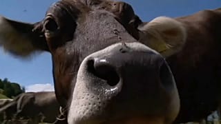 Vacas suíças hidratadas por helicóptero